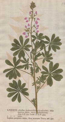 Lupinus Lupinen lupin lupine Naturselbstdruck nature printing Kniphof 1757