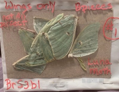 8 Luna Moth - Actias luna, dried, wings Only Not All Perfect Spring 2025 Harvest