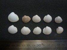097.20 B - CARDITA PUSILLA - LOT DE 10 - FOSSILE DU BASSIN PARISIEN
