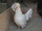 18 STANDARD, WHITE CRESTED BLACK, BLUE POLISH FRESH AND FERTILE HATCHING EGGS — photo 6