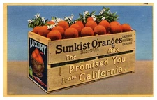 postcard Crate of Sunkist Oranges from California 8576