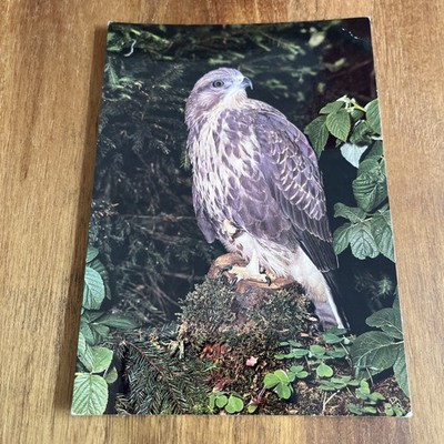 Postkarte Cpa - Variable Düse - Vogelpark Marquenterre 