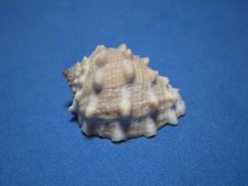 Thais aperta (Blainville,1832) A HAWAIIAN WATERS ENDEMIC: MUREX (31.4mm)