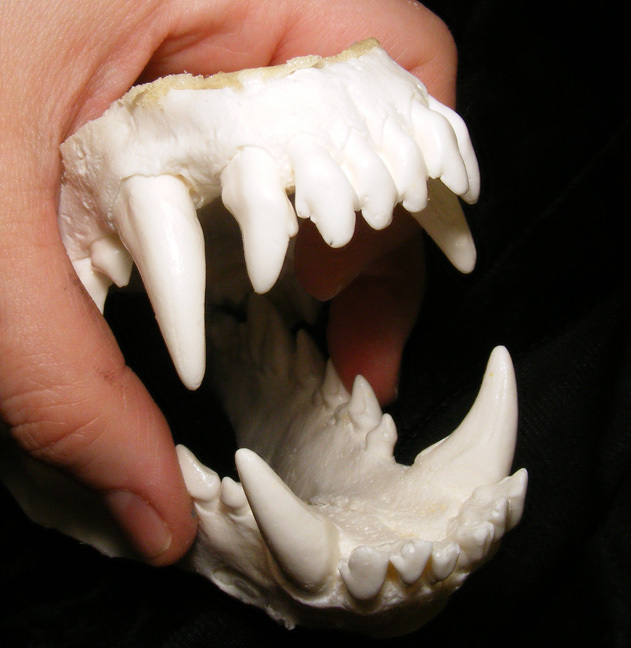 Wolf Fangs Wolf Teeth YNP – Felting And Fiber Studio