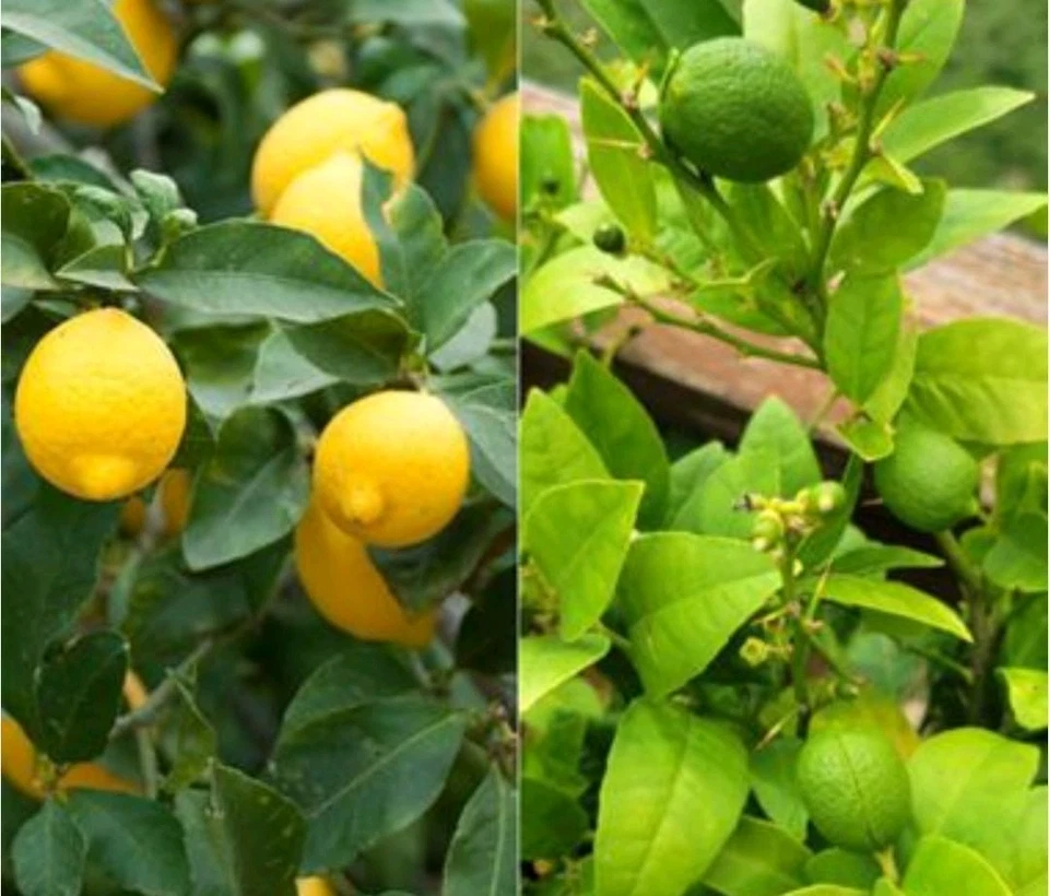 Fertilizante profesional de alimentos vegetales naturales Blood Meal 13-0-0 A bolsa con cremallera de 1 libra Foto 3 de 4