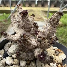 Sale Rare Caci Plant Red flower Pseudolithos dodsonianus WYSIWYG Boutique Garden
