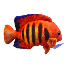 Flame Angelfish Marine Plushie 14cm