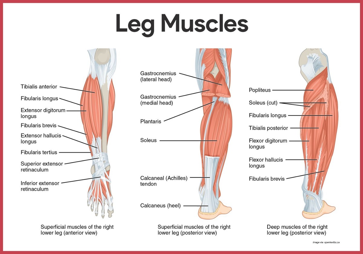 Human Anatomy Major Muscles Of The Lower Body Human Anatomy Leg
