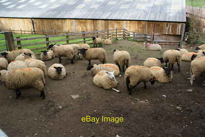 Photo 6x4 Suffolk sheep at Pateley Bridge Livestock Market Not looking to c2011