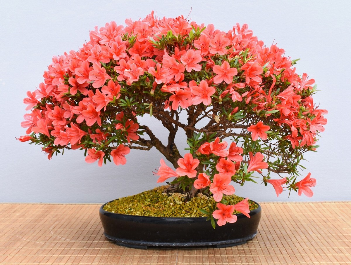 hawaiian umbrella bonsai Hawaiian Umbrella Bonsai Tree Forest (3 Trees)