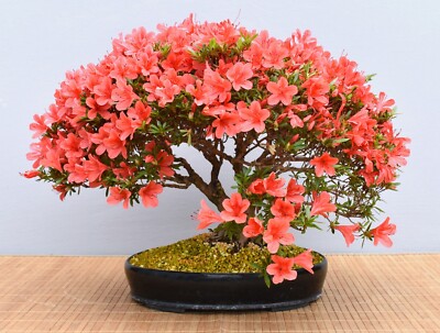 Bonsai Outdoor, Satsuki Azalee 'Kinka' (Rhododendron) 20143 | Bonsai-Mller  | eBay.de