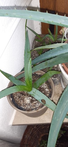 Aloe Vera Feng Shui Heilpflanze Pflanze Zimmerpflanze Heilmittel Gesicht Maske - Bild 5 von 12