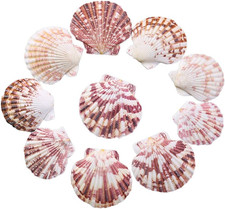 50 pcs Scallop Seashells 2-3 Inch Pink Natural for DIY Baking Pink natural s