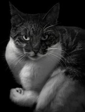 Photocat. by Sacha de Boer [Hardback]