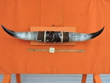 MOUNTED STEER BULL  HORNS 4' 3" tip to tip #336  BULL HORN LONGHORN 18 1/4" Base