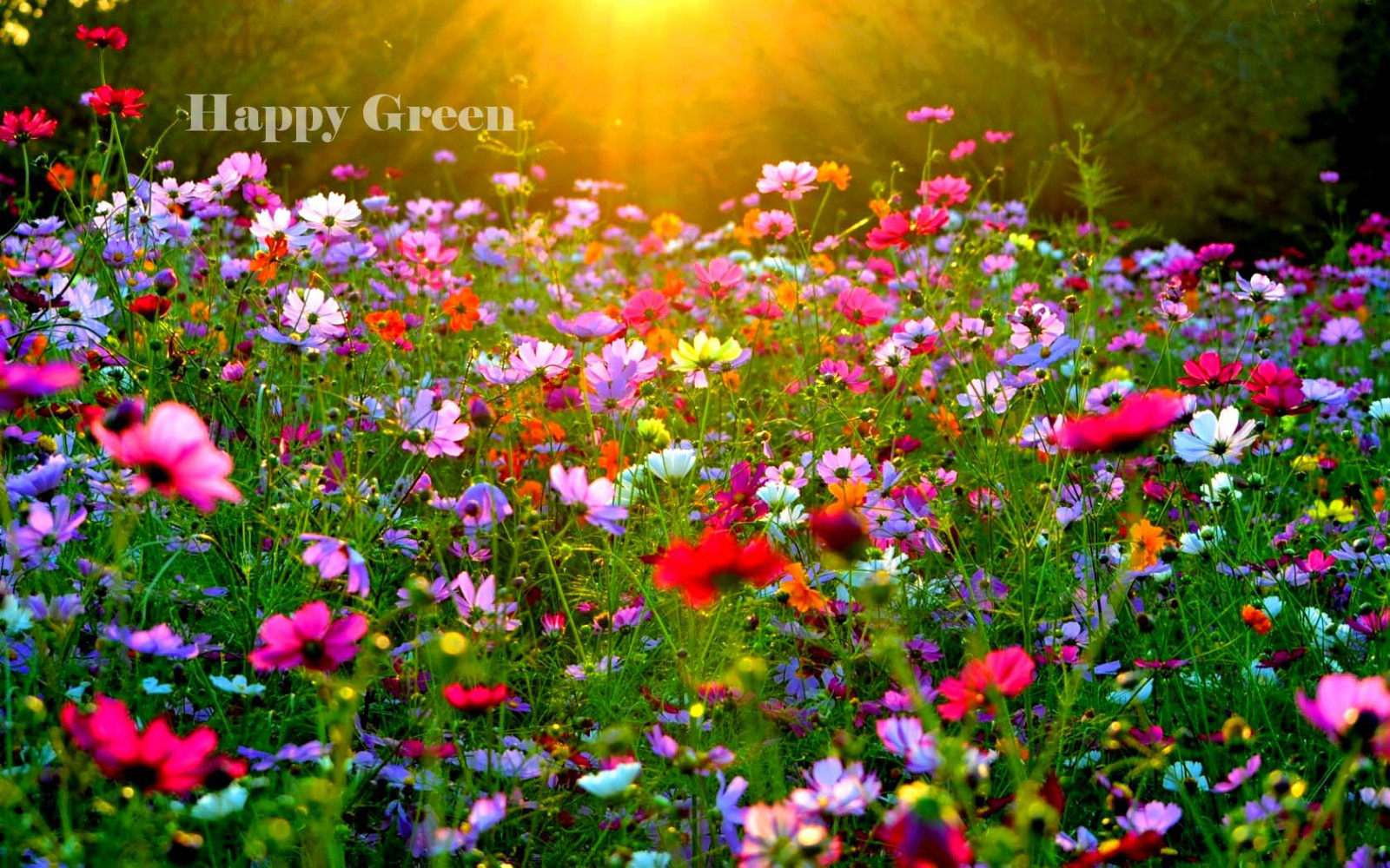 FLOWER MEADOW WILDFLOWER MIX - 1g seeds for 10 ft² - 1 m² - PERENNIAL AND ANNUAL