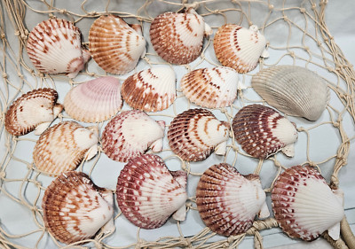 Natural Scallop Shell Pectinidae Fan Scallops and clam Beach Seashells 17 shells