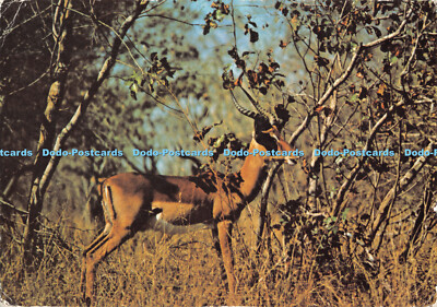 D063350 Springbock. Namibia. E. T. W. Dennis. Photocolour. Wildtier Serie D.