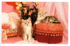 Vintage Postcard Post Card cute Fancy Cat Life Mary Bloom  North Shore League