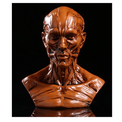 Brown Resin Human Bust Sculpture Statue Sketch Draw Plaster Cast Artist Model