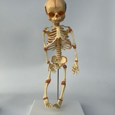 Modelo de esqueleto de bebé de 13,7 pulgadas modelo fetal enseñanza humana bebé recién nacido cráneo -