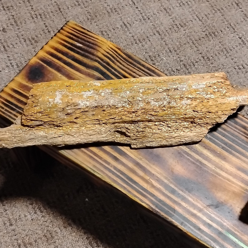 Petrified Wood Fossil Rough Log Section Specimen Natural Log Piece
