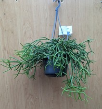 Rhipsalis  teres form heteroclada- whole plant -tropical  cactus- epiphyte