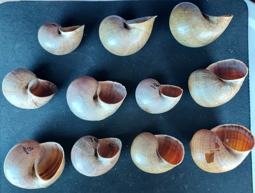 #18300 11 apple land snail shells 38-48mm - Picture 2 of 2