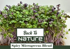 Spicy Microgreens Blend - 3 Varieties - Fast Growing - Nutrient Dense Microgreen