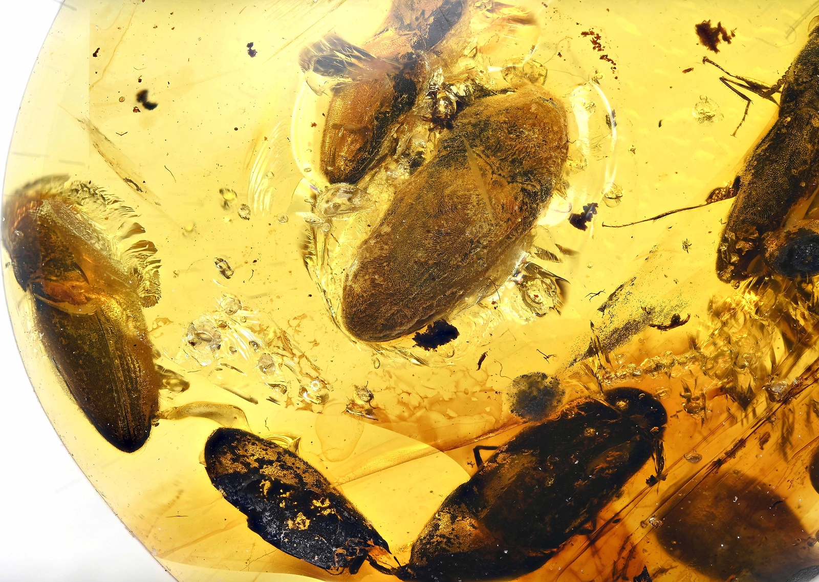 Rare Swarm of Coleoptera (Beetles), Fossil Inclusion in Burmese Amber ...