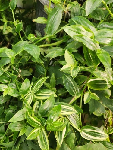 Wandering Jew 30 Cuttings / 3-4 Variety