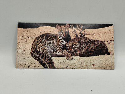 Nestlé WUNDER DER WELT Karte Nr. 339 ''l'ocelot''
