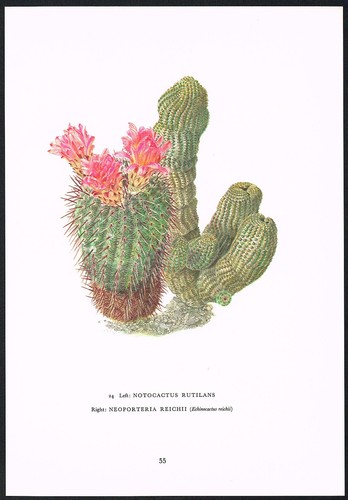 Vintage Notocactus Rutilans Cactus Flower Botanical Art Print
