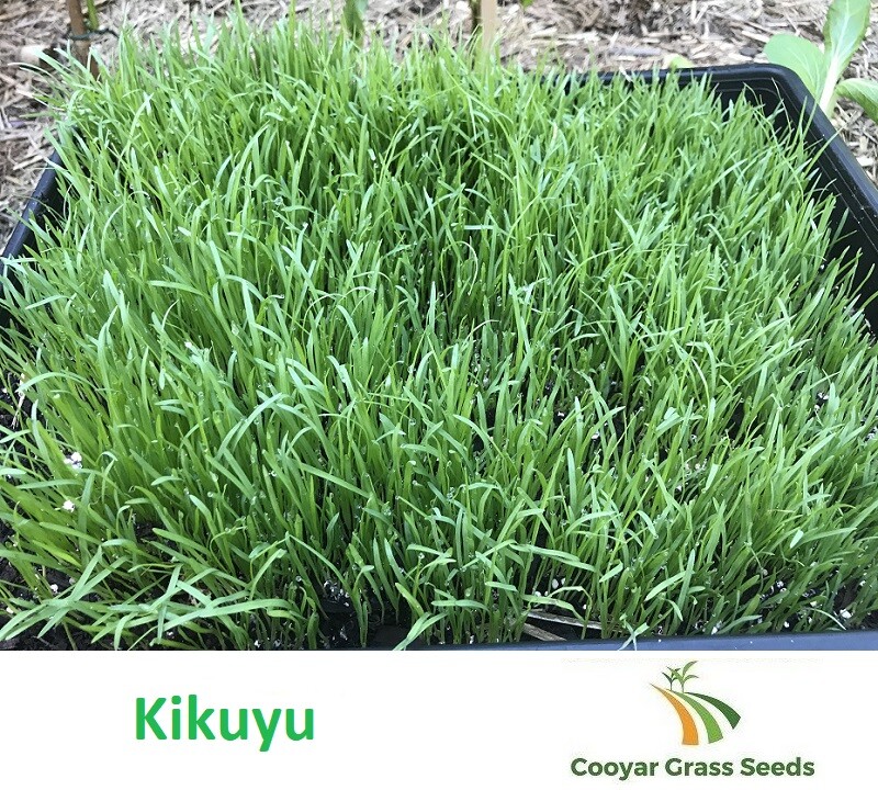 Kikuyu Grass Seed Pure 100 500 grams Lawn Seed eBay