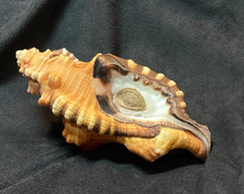 RANELLIDAE Cymatium lotorium 130.3mm Bohol Philippines 2013