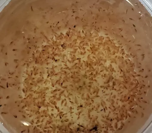 Russian Red daphnia Live count  2000+  UPS 2nd Day Air
