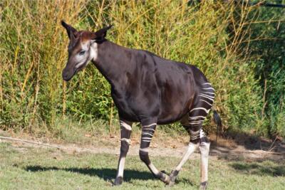 OKAPI GLOSSY POSTER PICTURE PHOTO PRINT BANNER ZEBRA FOREST GIRAFFE ...