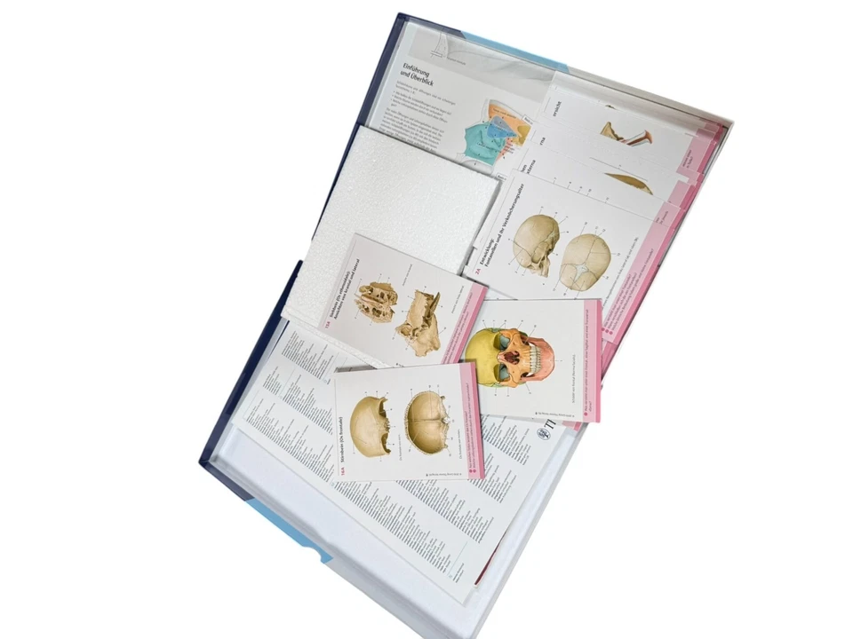 PROMETHEUS LernPaket Anatomie Schädel | 2016 | deutsch - Bild 2 von 2