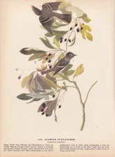 Audubon 1942 Vintage Birds #144 "Acadian Flycatcher" Full Color Art Plate Litho