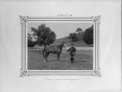Photo:Gonca-Al Arabian Mare Horse and Man Vintage Photo