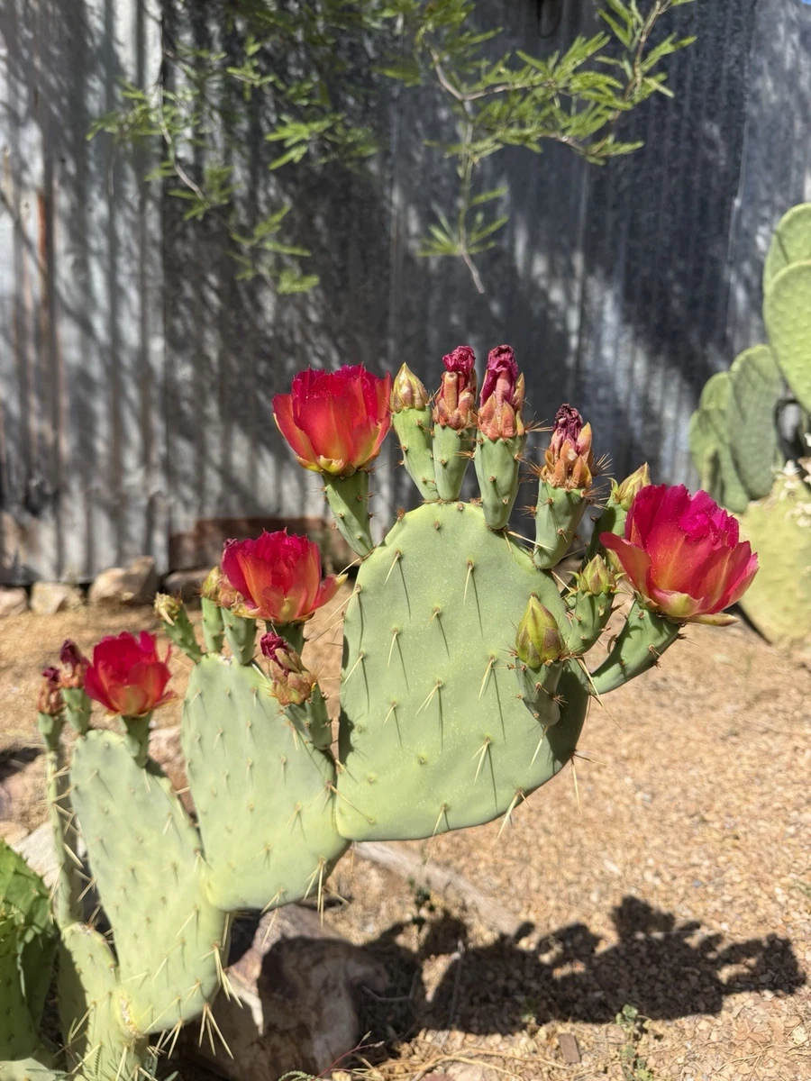 Nopal Cactus Plants for sale - eBay