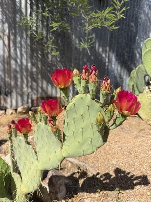 RARE RED Flowering Opuntia Cactus Pads MEDIUM 5-9  - Prickly Pear, Nopal 