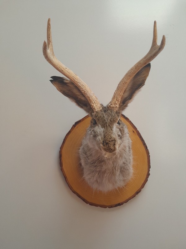 Snarling Fanged Jackalope with Certificate of "Authenticity"