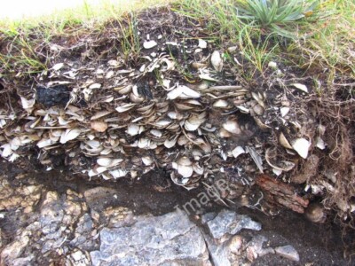 Photo 6x4 Sea side Midden Cnip Middens provide an insight into earlier oc c2009