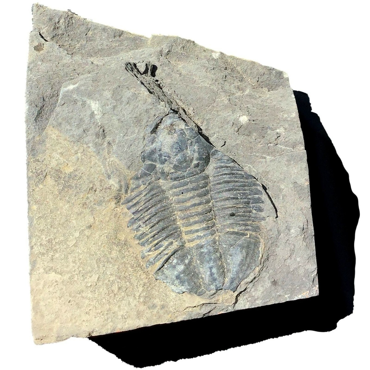 Genuine Trilobite Fossil - 3