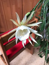 Epiphyllum Cooperi - wspaniałe kwiaty - silnie ukorzenione - kaktus liściasty