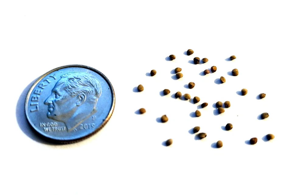 25 SEMILLAS DE MANICATA "Comida para dinosaurios" Planta floral exótica resistente gigante ¡RARA! Foto 4 de 4