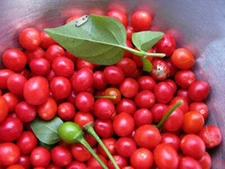 Chiltepin Bird's Eye Wild Chili Heirloom Pepper 50 Premium Seeds - VERY HOT