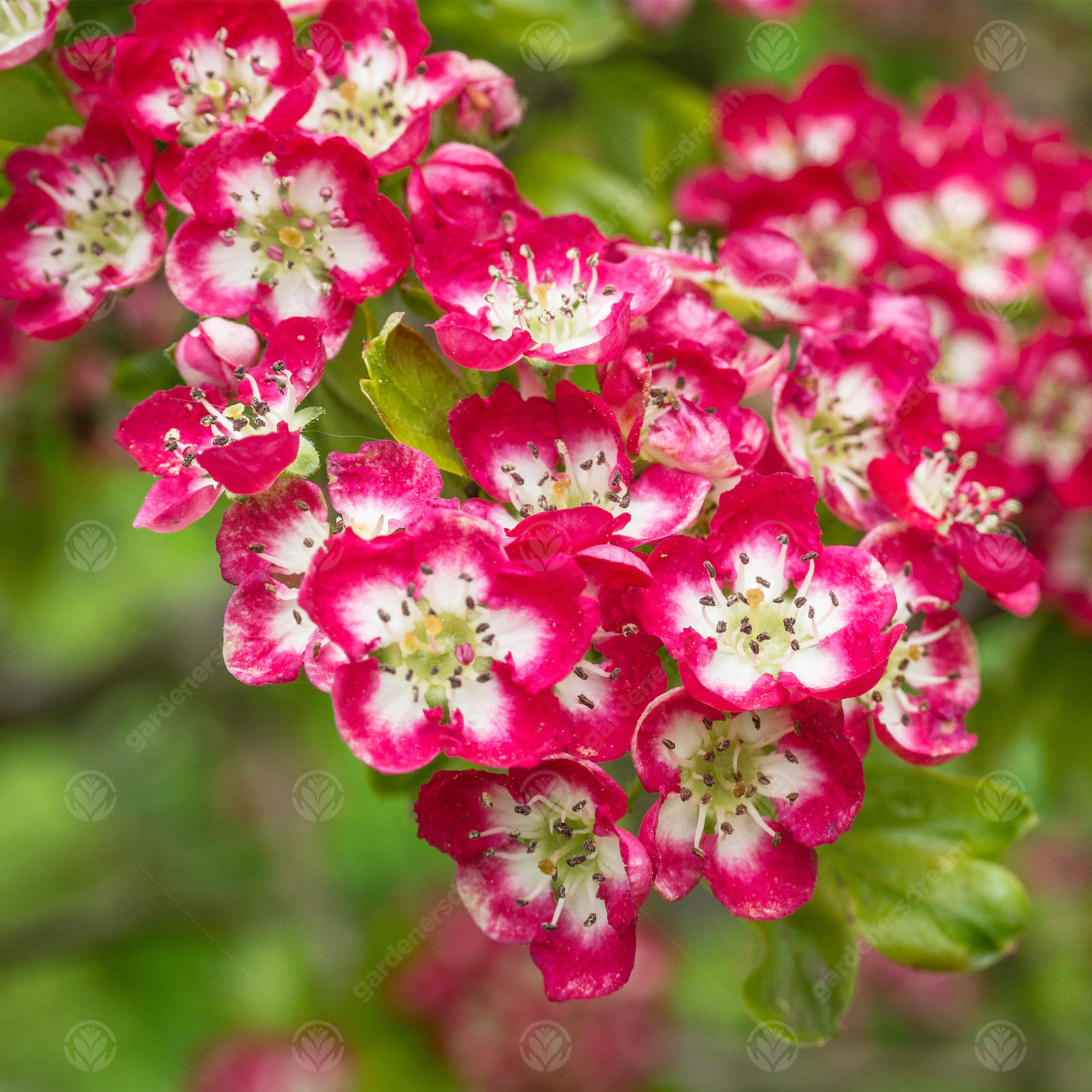 Crataegus Laevigata 'Crimson Cloud' | Midland Hawthorn | Garden Tree | 5-6ft