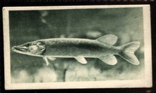 Sandorides Lucana, AQUARIUM STUDIES FROM THE ZOO, 1925, Pike, #17